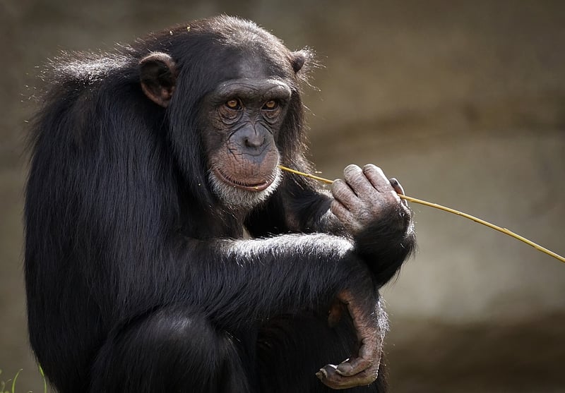 Intelligent Species Hunt