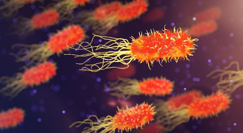 Microbes under the microscope