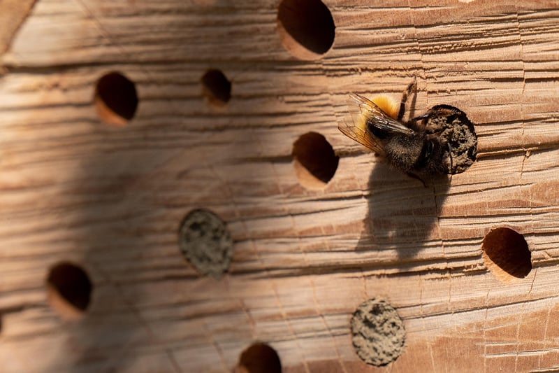 Bee Hotel