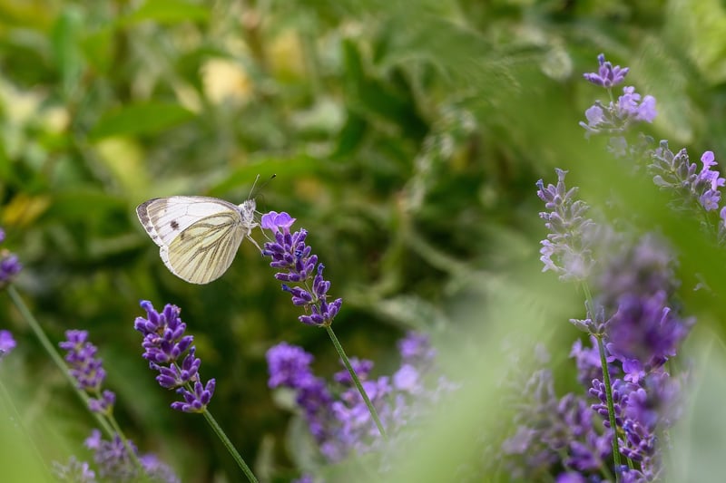 Butterfly Garden
