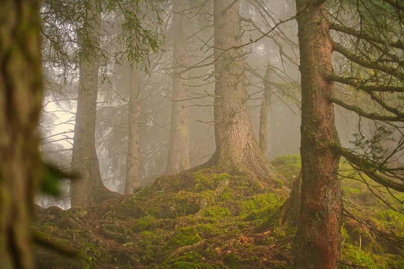 Harmony with Nature